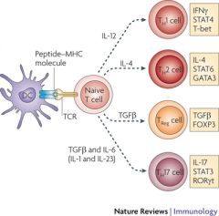 Recently characterized third subset of T helper cells
- Respond to host infections with specific bacterial and fungal species
- Involved in the recruitment and activation of neutrophils
- Create profound local inflammatory changes
- Appear to ...