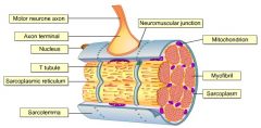Plasma membrane wrapped around skeletal muscle fibers.