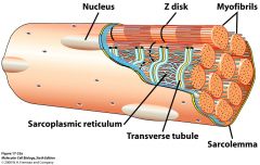 (SR) the endoplasmic reticulum (ER) of cardiac muscle and skeletal striated muscle that functions especially as a storage and release area for calcium.