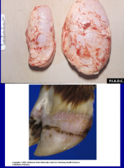 in what disease do you see swollen prescapular lymph nodes and laminitis?