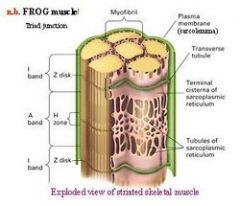 The transverse tubule, and the terminal cisternae on each side of it, in a skeletal muscle fiber.