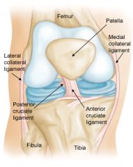 Attaches on the anterior tibia and posterior femur- Provides stability in saggital plane by preventing tibia from slipping forward