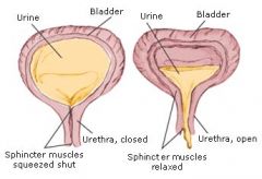(circular muscles) a ring of muscle surrounding and serving to guard or close an opening or tube, such as the anus or the openings of the stomach.
 
