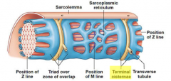 enlarged areas ofthe sarcoplasmicreticulumsurrounding the transversetubules.