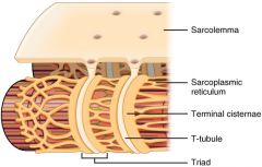 A T-tubule (or transverse tubule)is a deep invagination of thesarcolemma, which is the plasmamembrane of skeletal muscle andcardiac muscle cells. Theseinvaginations allow depolarization ofthe membrane to quickly penetrate tothe interior of the cell.