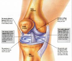 Allow mediolateral (side to side) stability 
=> Most stable in knee extension