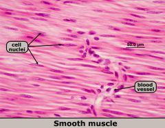 Non-striated, non-voluntary.
(lack T-tubules)
Smooth muscle cells are thin and flat. Nucleus is usually in the middle of the cell. Smooth muscle tissue is typically found on a slide with other types of tissue because it lines hollow organs.
 