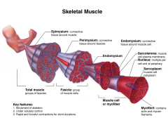 sheath ofconnective tissue that groupsmuscle fibers into bundles (anywherebetween 10 to 100 or more) or fascicles. (group of muscle fiber cells called fasicle