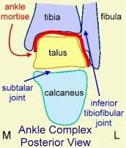 - Hinge type synovial joint- Formed by 'malleolar matrix' (2 malleoli + articular surface of tibia) and articular surface of talus- Allows plantar (true) flexion and dorsi flexion (extension)