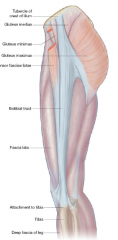 The fascia lata is the deep fascia of the thigh

Origin = Tubercle of iliac crest
Insertion = Lateral tibia