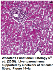 - Space of Disse
- Form the reticular fibers (collagen type III) that surrounds hepatocytes and sinusoids