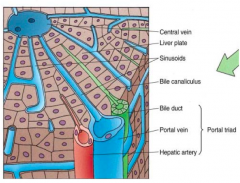 Arterial capillaries and inlet venules carry blood from the hepatic artery and portal veins into a network of sinusoidal capillaries (sinusoids)