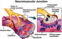 A neuromuscular junction is a synapse between a motor neuron and skeletal muscle. This lesson describes the events of synaptic transmission leading to contraction of skeletal muscle.