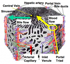- Blood from hepatic arteries and portal veins flows through the sinusoids toward the central vein
- Efferent blood leaves through the central vein to join the vena cava
- Flow past the hepatocytes allows for exchange of substances