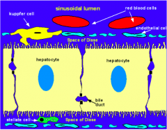 - Endothelial cells (sometimes called sinusoidal cells)
- Sinusoidal macrophages (Kupffer cells)