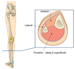 1. Anterior
- Ankle dorsi-flexors
- Toe extensors
2. Lateral
- Ankle plantar-flexors
3. Posterior
- Ankle everters