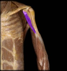 What are the origins and insertions of the highlighted muscle?