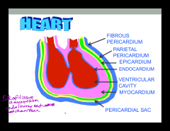 Lines the atria and ventricles. Innermost layer. lines ventricle cavity and arium cavity