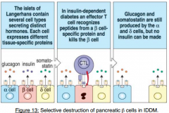 Insulin-dependent diabetes mellitus (IDDM) or type 1 diabetes.

-destruction of insulin-producing B cells in pancreatic islets of Langerhans. Destruction caused by autoantigen-specific cytotoxic T lymphocytes. some Th1 cells play role as well