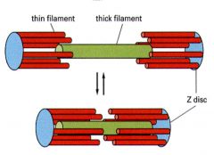 Thin and thick filaments, 3 ml wide with tapered ends
Every myosin is surrounded by 6 actin strands which is referred to as Interdigitated