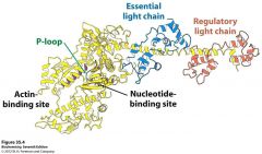 Has two light chains, p loop, actin binding site, and nucleotide binding site exhibiting a p loop atpase domain

Light chains act like calmodulin (smooth muscle) and bind the alpha helix by wrapping around it.

This fragment also has different...