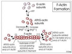 G Actin assembles into F actin (filamentous) in a double helical arrangement.
Each G actin interacts with four neighbors and the growing/final filament has directionality
ATP binds to free actin first and the mature filament has ADP bound to mon...