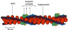 Troponin T - binds tropomyosin and positions the complex on the filament

Troponin I - binds actin and inhibits myosin binding

Troponin C - binds calcium and relieves inhibition