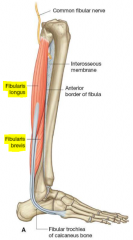 1. Fibularis Longus
2. Fibularis Brevis

Have a proprioceptive role in ankle movements (help stability) as to prevent spraining