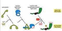 1. Calmodulin binds with Calcium
2. The calmodulin/calcium complex will bind with myosin light chain kinase and activate the myosin light chain kinase
3. This activated complex will phosphorylate Myosin and this phosphorylation will initiate the...