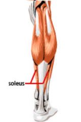 Venous sinuses found within the soleus muscle (superficial, anterior compartment)
