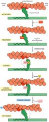 1. Atp binds to myosin and this causes myosin to dissociate from actin
2. Myosin will hydrolyze ATP, changing the conformation again and bringing it to a cocked position
3. When the phosphate from the hydrolyzed ATP is dissociated, the myosin he...