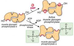 Muscle Glygogen Phosphorylase, made up of two identical subunits is activated by AMP.
AMP will bind to an allosteric site, causing a change in the active site which will increase enzyme activity
Also, phospohorylation of a specific serine residu...