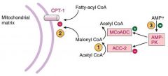 Acetyl CoA carboxylase 2 (ACC-2) will convert AcetylCOA to malonylCOA which inhibits CPT1 preventing Fatty AcylCOA from entering.

AMP will come and activate AMP-PK which will phosphorylate and INACTIVATE ACC-2 and phosphorylate (this will preve...