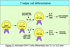 -MHC class I-restricted CD8 T cells differentiate into cytotoxic T lymphocytes (CTL). 
-MHC class II-restricted T cells differentiate into cytokine-producing helper T (Th) cells. Th cells can then further differentiate into T helper 1 (Th1) or Th...