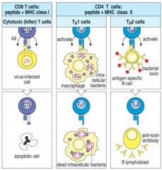1. cytotoxic T cells-recognize cytoplasmic pathogens (viruses, some bacteria) and tumor antigens
2. T helper 1 (Th1) cells focus their effector function on bacteria that grow in intracellular vesicles
3. T helper 2 (Th2) cells are most important...