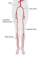 Common Illiac Artery
=> 1. External Iliac Artery
=> 2. Femoral Artery (+profunda femoris)
=> 3. Popliteal Artery
=> 4. Tibial Arteries (anterior and posterior)