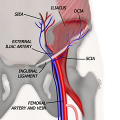 The inguinal canal (formed by inguinal ligament)