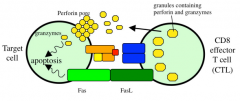 Two distinct pathways: 
1. perforin/granzyme pathway:
-contents of secretory granules released in space between CTL and APC. Contents of granules includes perforin, granzymes
2. perforin polymerizes, forms membrane pore through which enzymes (g...