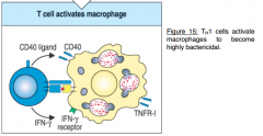 Th1 cells important as MHC class II+peptide/TCR interaction, interaction of CD40 (on macrophages) with CD40L on T cells. Th1 cells will produce cytokines, IFN-y and TNF. Further activation of macrophages. These activated macrophages can kill intra...