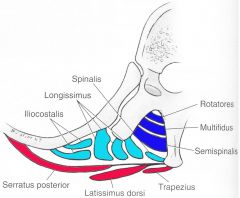 Erector Spinae Group: Spinalis, Longissimus, and Iliocostalis

Transversospinalis: Rotatores, Multifidus, Semispinalis