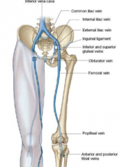 They are named after the artery they run next to=> e.g. popliteal vein runs alongside the popliteal artery
