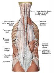 PA: Spinous Processes of T11-L2 vertebrae
DA: Inferior border of ribs 8-12 (near rib angles)

Action: depress ribs: this action occurs when you expire air (exhale)

BS: Posterior Intercostal Arteries
Innervation: Ventral Rami of T9-T11 inter...