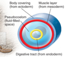 Fluid filled body cavity
Partially lined with tissue from mesoderm
E.g. Nematode
