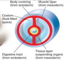 Fluid filled body cavity 
Completely lined with tissue from mesoderm
e.g. earthworm