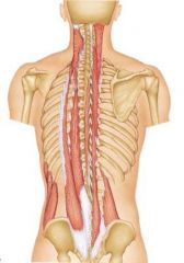 Most lateral portion of Erector Spinae Group

Origin: broad common tendon attaching to illiac crest, posterior aspect of sacrum, sacroiliac ligaments, sacral and inferior lumbar spinous processes, and supraspinous ligament

Insertions: don't n...