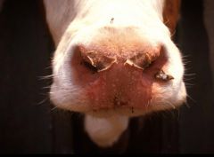 what are the clinical signs of BTV in cattle?