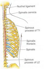 Origin of thoacis: spinous processes
Insertion: inserts on spinous processes superior to them

Cervicis and Capitis: too difficult to ID

BS: posterior intercostal arteries
Innervation: Dorsal Rami of spinal nerves