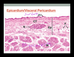 Thicker myocardium than atria


Large cardiac myocytes, less granular


 


Cell layers whind helically around cavity to aid in "wringing out" of heart during contraction




Fewer elastic fibers
