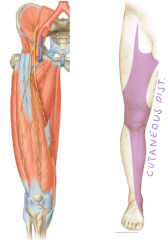 1. L2 - L4
2. Anterior thigh muscles (extensors)
3. Anterior thigh and medial leg + foot
4. Passes through inguinal canal
5. Not much
=> rarely injured except through direct trauma

