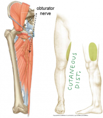 1. L2 - L4
2. Medial thigh muscles (adductors)
3. Medial thigh skin
4. Passes through obturator foramen
5. Can have referred pain from the ovary when it swells and can refer hip pain to the knee
